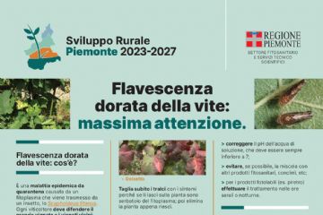 FLAVESCENZA DORATA DELLA VITE
